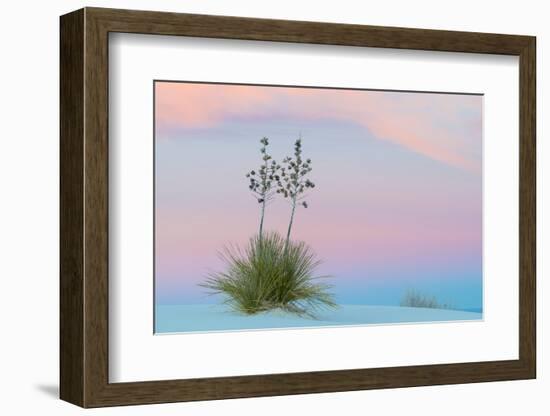 Soaptree yucca and twilight sky, showing Belt of Venus, USA-John Shaw-Framed Photographic Print