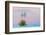 Soaptree yucca and twilight sky, showing Belt of Venus, USA-John Shaw-Framed Photographic Print