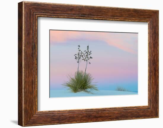 Soaptree yucca and twilight sky, showing Belt of Venus, USA-John Shaw-Framed Photographic Print