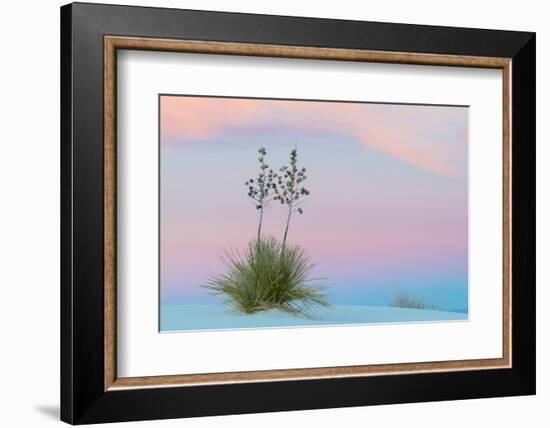 Soaptree yucca and twilight sky, showing Belt of Venus, USA-John Shaw-Framed Photographic Print