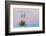 Soaptree yucca and twilight sky, showing Belt of Venus, USA-John Shaw-Framed Photographic Print