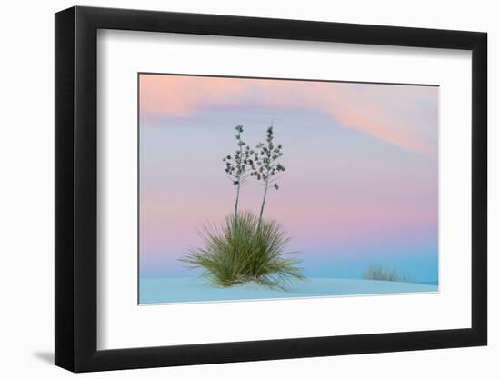 Soaptree yucca and twilight sky, showing Belt of Venus, USA-John Shaw-Framed Photographic Print