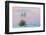 Soaptree yucca and twilight sky, showing Belt of Venus, USA-John Shaw-Framed Photographic Print