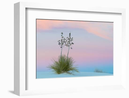 Soaptree yucca and twilight sky, showing Belt of Venus, USA-John Shaw-Framed Photographic Print