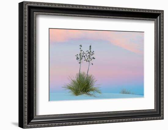 Soaptree yucca and twilight sky, showing Belt of Venus, USA-John Shaw-Framed Photographic Print