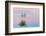 Soaptree yucca and twilight sky, showing Belt of Venus, USA-John Shaw-Framed Photographic Print