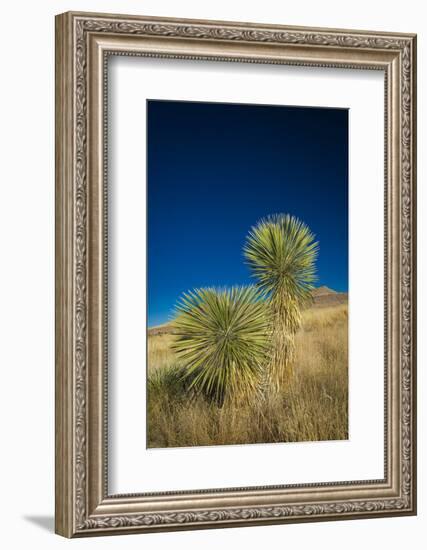 Soaptree yucca, Yucca elata, City of Rocks State Park, New Mexico, USA-Maresa Pryor-Framed Photographic Print