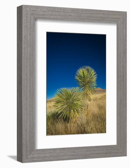 Soaptree yucca, Yucca elata, City of Rocks State Park, New Mexico, USA-Maresa Pryor-Framed Photographic Print