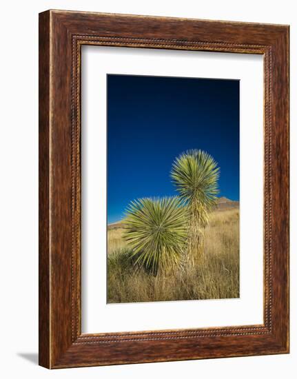 Soaptree yucca, Yucca elata, City of Rocks State Park, New Mexico, USA-Maresa Pryor-Framed Photographic Print