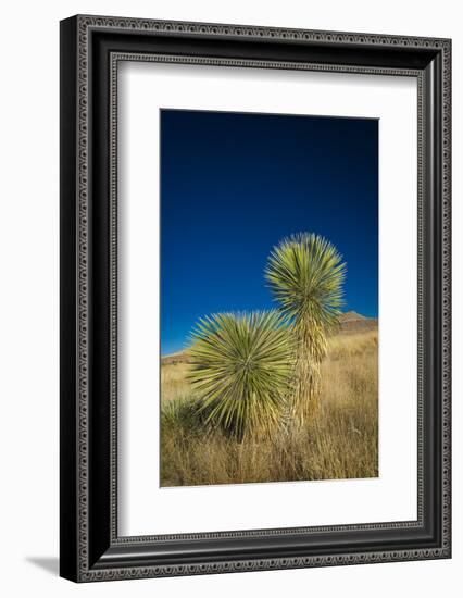 Soaptree yucca, Yucca elata, City of Rocks State Park, New Mexico, USA-Maresa Pryor-Framed Photographic Print