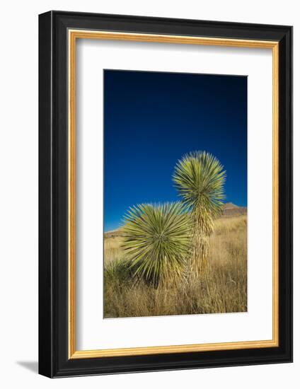 Soaptree yucca, Yucca elata, City of Rocks State Park, New Mexico, USA-Maresa Pryor-Framed Photographic Print