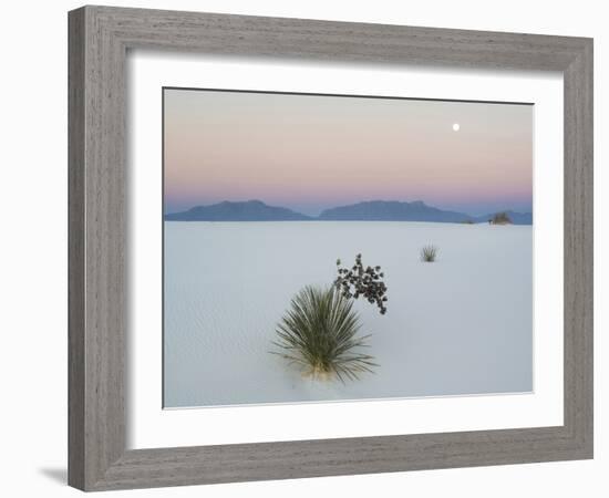 Soaptree Yucca (Yucca Elata) in Dawn Light at Sand Dune-null-Framed Photographic Print