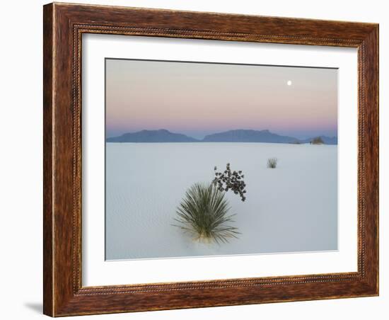 Soaptree Yucca (Yucca Elata) in Dawn Light at Sand Dune-null-Framed Photographic Print