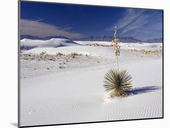 Soaptree Yucca (Yucca Elata)-Bob Gibbons-Mounted Photographic Print