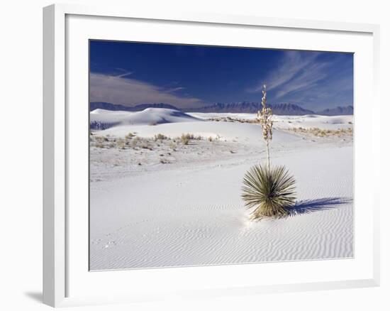 Soaptree Yucca (Yucca Elata)-Bob Gibbons-Framed Photographic Print