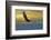 Soarin'-null-Framed Premium Giclee Print