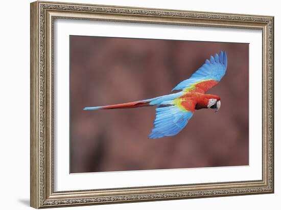 Soaring Away-Staffan Widstrand-Framed Giclee Print