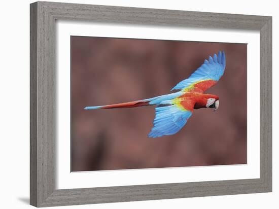 Soaring Away-Staffan Widstrand-Framed Giclee Print