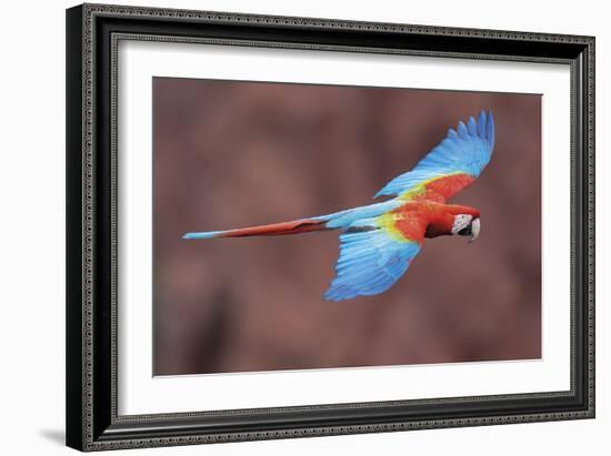 Soaring Away-Staffan Widstrand-Framed Giclee Print