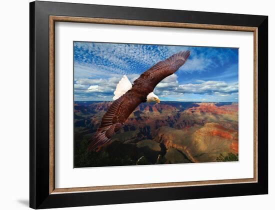 Soaring Bald Eagle-null-Framed Art Print