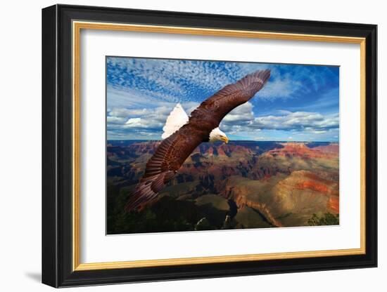 Soaring Bald Eagle-null-Framed Art Print