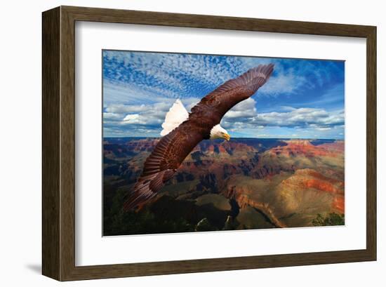 Soaring Bald Eagle-null-Framed Art Print