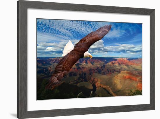 Soaring Bald Eagle-null-Framed Premium Giclee Print