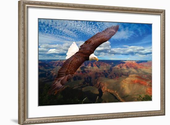 Soaring Bald Eagle-null-Framed Premium Giclee Print