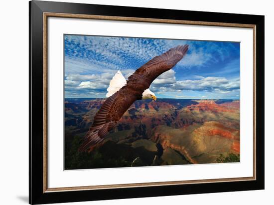 Soaring Bald Eagle-null-Framed Premium Giclee Print