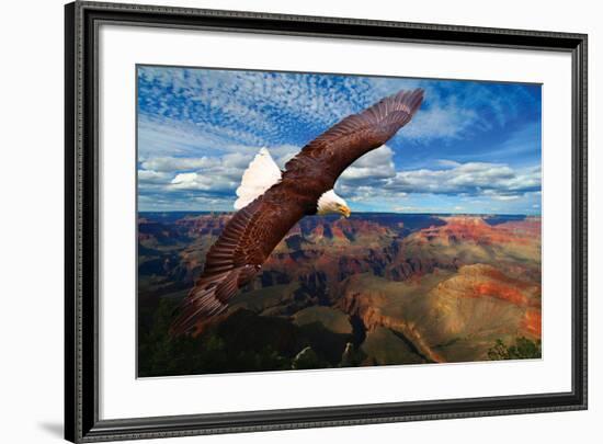 Soaring Bald Eagle-null-Framed Premium Giclee Print