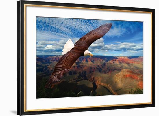 Soaring Bald Eagle-null-Framed Premium Giclee Print