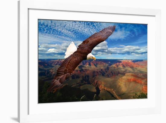 Soaring Bald Eagle-null-Framed Premium Giclee Print