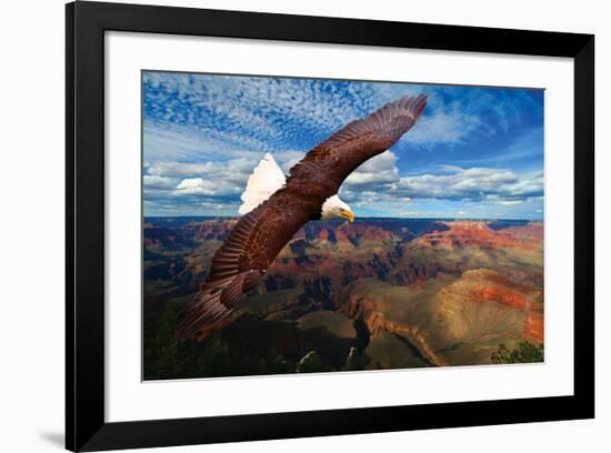 Soaring Bald Eagle-null-Framed Premium Giclee Print