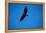 Soaring California Condor-W. Perry Conway-Framed Premier Image Canvas