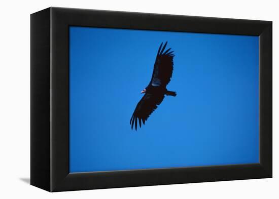 Soaring California Condor-W. Perry Conway-Framed Premier Image Canvas