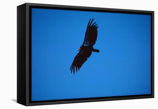 Soaring California Condor-W. Perry Conway-Framed Premier Image Canvas