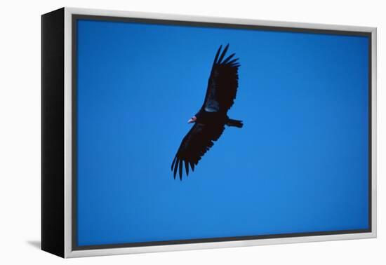 Soaring California Condor-W. Perry Conway-Framed Premier Image Canvas