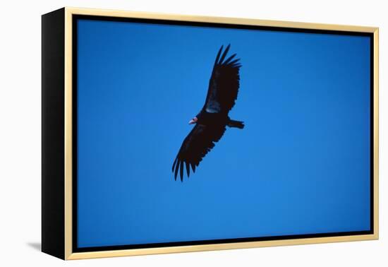 Soaring California Condor-W. Perry Conway-Framed Premier Image Canvas