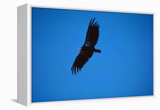 Soaring California Condor-W. Perry Conway-Framed Premier Image Canvas