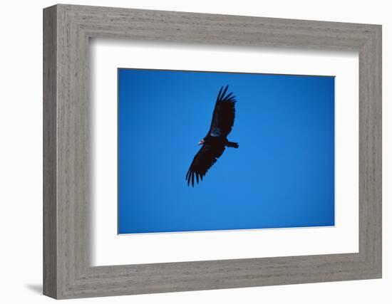 Soaring California Condor-W. Perry Conway-Framed Photographic Print