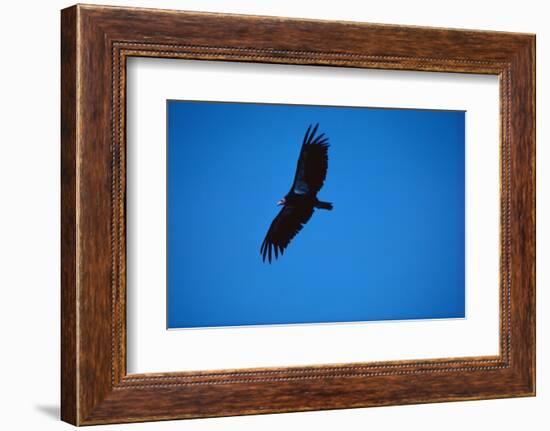 Soaring California Condor-W. Perry Conway-Framed Photographic Print