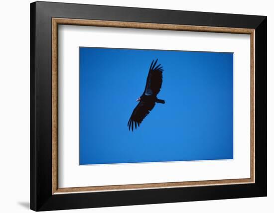 Soaring California Condor-W. Perry Conway-Framed Photographic Print