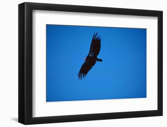 Soaring California Condor-W. Perry Conway-Framed Photographic Print