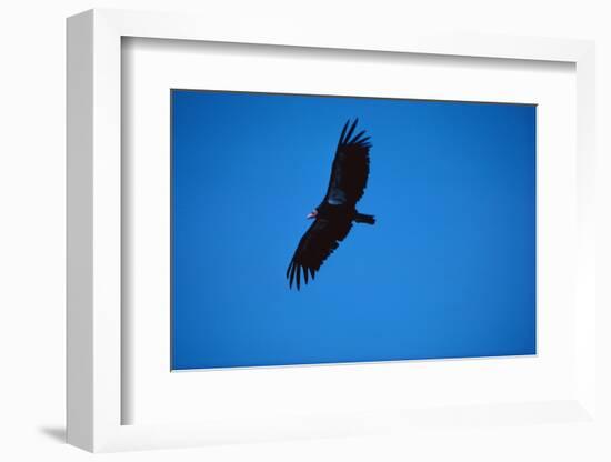 Soaring California Condor-W. Perry Conway-Framed Photographic Print