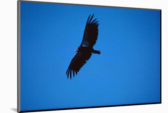 Soaring California Condor-W. Perry Conway-Mounted Photographic Print