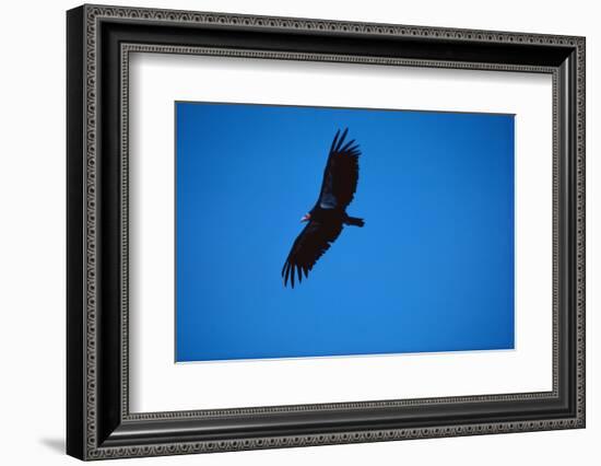 Soaring California Condor-W. Perry Conway-Framed Photographic Print