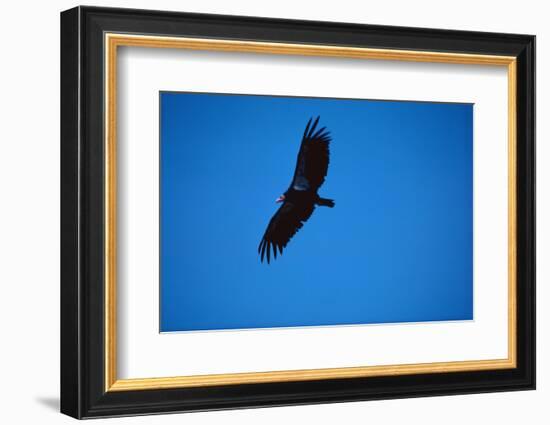 Soaring California Condor-W. Perry Conway-Framed Photographic Print