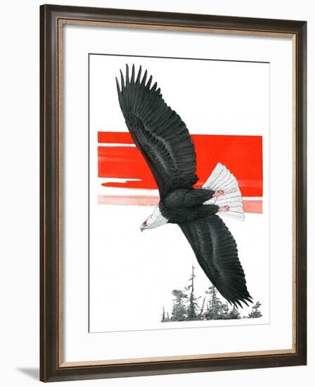 "Soaring Eagle,"March 22, 1924-Charles Bull-Framed Giclee Print