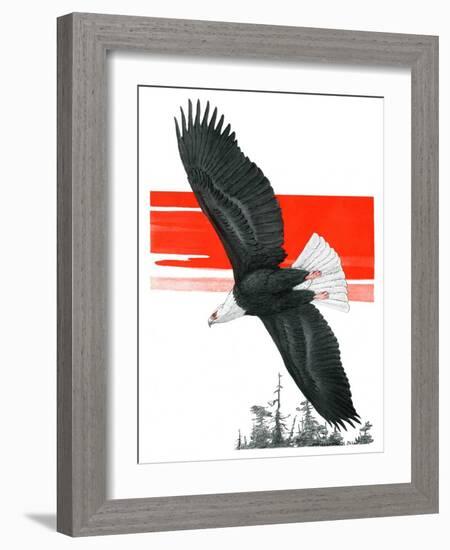 "Soaring Eagle,"March 22, 1924-Charles Bull-Framed Giclee Print