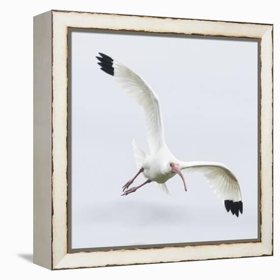 Soaring Far-Wink Gaines-Framed Stretched Canvas